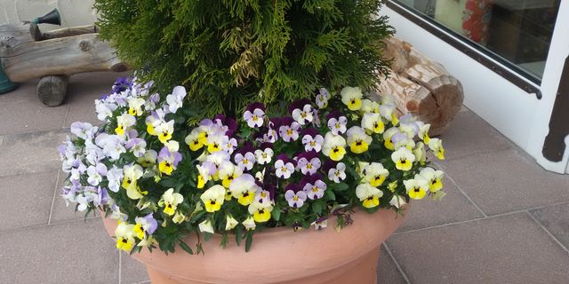 Primavera